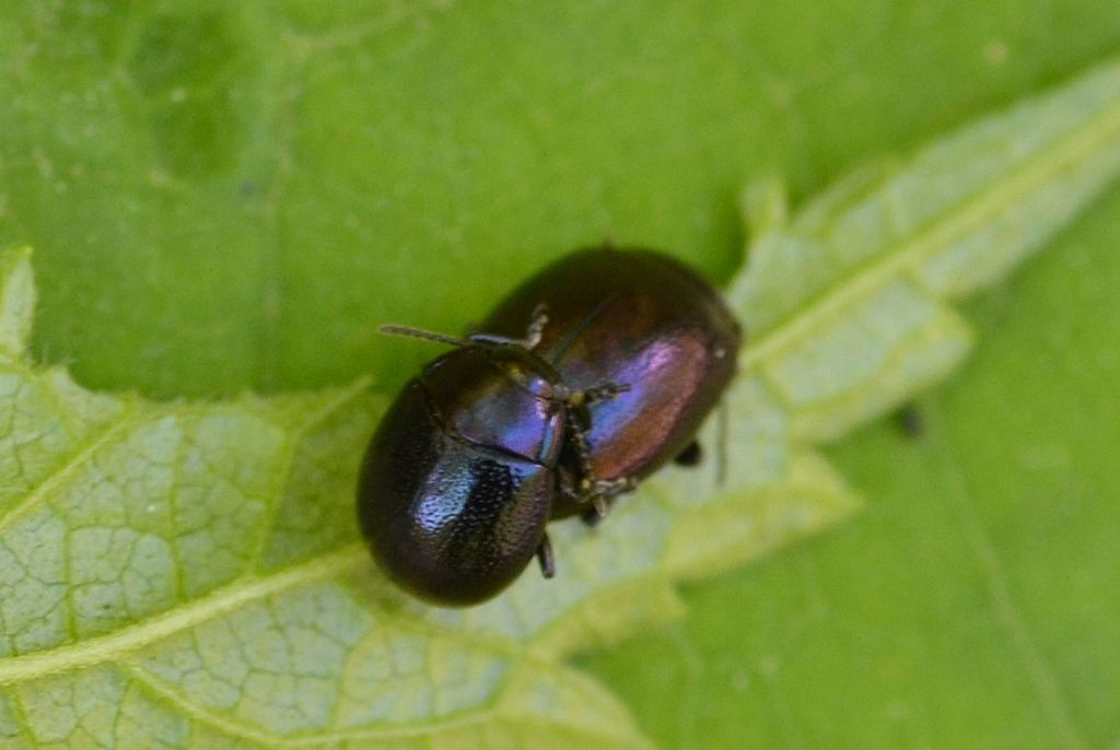 Chrysomelidae:   Chrysolina (Colaphoptera) sp.